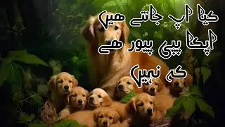 german shepherd puppy purity kese check krein|dog purity|animal guru fahad mirza