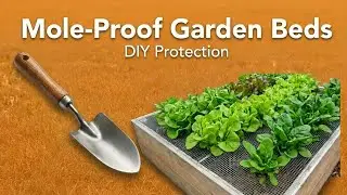 Give Your Old Raised Bed Soil NEW LIFE with Mole Protection