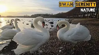 Sunset Reflections: Swans and Waterfowl on a Tranquil Lake | Swan Serenity 