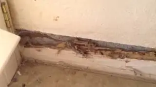 Termite Damaged Baseboard