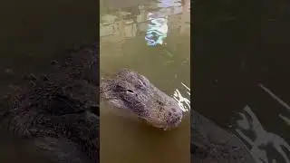 Alligator Is So Gentle With His Food 🥹🐊 #shorts #alligator