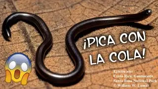 Culebra negra ciega o Culebrilla ciega hormiguera sure&ntilde;a es la &uacute;nica serpiente que pica con la cola.