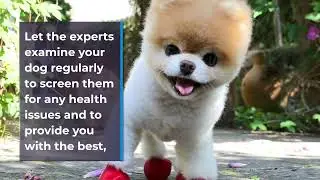 Dog Care Tips: The Ultimate Pet Parent&rsquo;s Guide