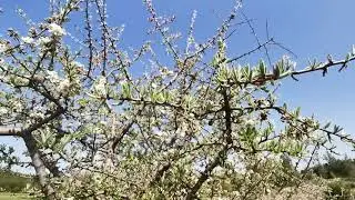 &Alpha;&nu;&theta;&iota;&sigma;&mu;έ&nu;&eta; &gamma;&kappa;&omicron;&rho;&tau;&sigma;&iota;ά (Pyrus spinosa) &sigma;&tau;&omicron; &omicron;&rho;&omicron;&pi;έ&delta;&iota;&omicron; &Mu;&epsilon;&lambda;&epsilon;&tau;ά&kappa;&iota; &Mu;ά&nu;&delta;&rho;&alpha;&sigmaf;