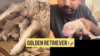 Golden retriever puppy || jodh anttal