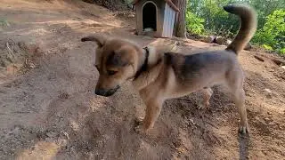#PuppyVlog Нуреонги &mdash; собачий нос