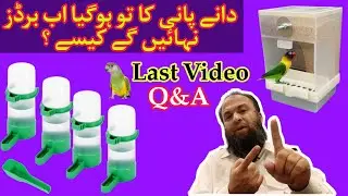 How To Bath Birds | Problem Solved | Khan Birds Collection