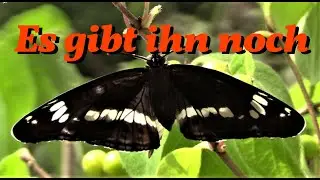 Es gibt ihn noch ,                                                     den   
