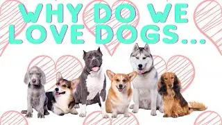 Exploring the Psychological Reasons Behind Human-Dog Bond: Why Humans Love Dogs
