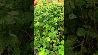Allotment rasberries i need to cut tuem back #allotmentlife #gardening