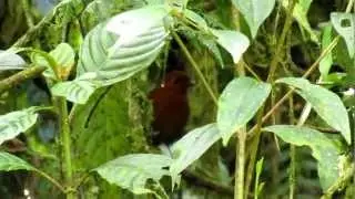 Rufous Antpitta - Grallaria rufula - Ventanas, W Andes