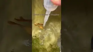 AFR Guppy Breeding Feeding Grindal Worms #fishbreeding #guppy #fishkeepinghobby #fishtank #shorts
