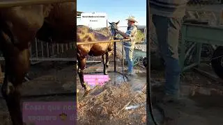 Cosas de caballos🐴 que se asen a diario #caballos #pesopluma #ㅇyㅇ #familytime #unpocodetuamor