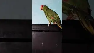 Loro cabeza roja