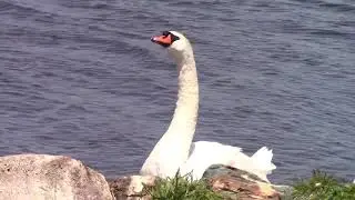 Birds Of Newfoundland-Mute Swan-Cygnus olor