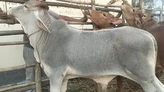 নতুন বছরের ধামাকা অফারে ১০ পিচ এক্লোসিভ শাহিওয়াল ষাঁড় গরু সংগ্রহ করুন। রিয়াদ এগ্রো ফার্ম থেকে। 