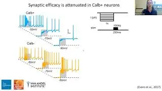 Webinar 23: Vulnerable vs. resilient SNc dopamine neurons by Rebekah Evans.