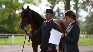 Przegląd hodowlany koni czystej krwi arabskiej 2025 w Stadninie Koni Janów Podlaski