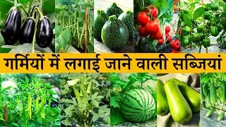 गर्मी में कौन सी सब्जी लगाना चाहिए जानें गर्मी में क्या उगाएं | Summer Vegetables To Grow At Home