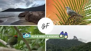 Recorrido por Villa de Abrao y Alrededores &ndash; Buscando Fauna en ILHA GRANDE #1