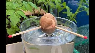 COMMENT FAIRE POUSSER FACILEMENT UNE GRAINE D’AVOCAT (émission jardiner c’est la santé N° 7)