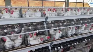 ዘመናዊ የዶሮ እርባታ ስራ በአርባምንጭ ከተማ
