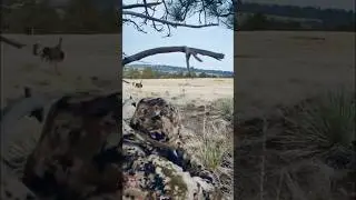 Gobbler Comes Right To The Tree! #Hunting #Montana #TurkeyHunting #Creator #ShortFeed #ViralShorts