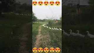 #don't miss the end capture |funny duck train 🚆