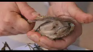 Bentley's Oyster Bar