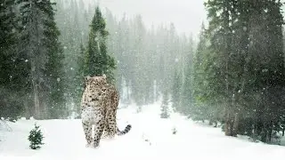 57 Winter Chronicles. The #life of wild animals. 🌞🦊🌲