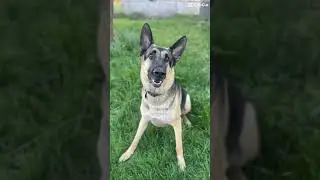 He most certainly is a beautiful boy #dog #like #follow #germanshepherd