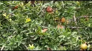 Gold Multiroot result on Pomegranate