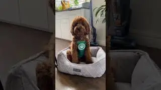 My dog gets a job #cavapoo #cavapoopuppy #pupcup