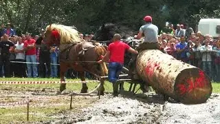Concurs de tractiune pentru cai - Festivalul Ecvestru, Rasnov, 2014