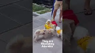 One Holland Village: Pet-friendly Shopping Mall in Singapore