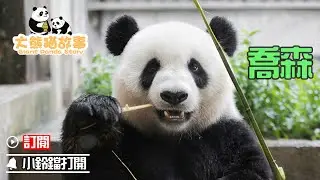 《大熊貓故事》第41期 大熊貓“喬森”的故事 | iPanda熊貓頻道