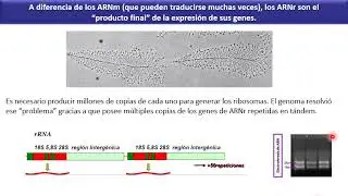 TP11.2 “Núcleo celular II“