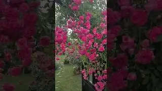 Very special rose flowers garden 🥰