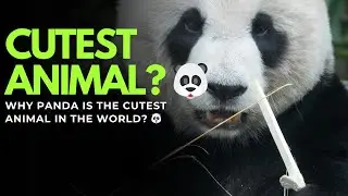 Why Panda Is the Cutest Animal in the World? 🐼 | Animals Explained Hub