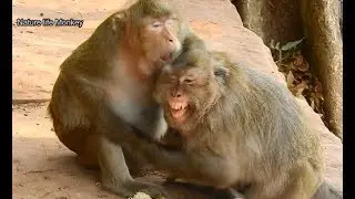 What wrong?? Why Tara fight Big Bertha no reason make her very scare hug Bailee escape#1444