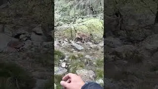 Peaceful Mountain Night with Wildlife and Sunrise Hike