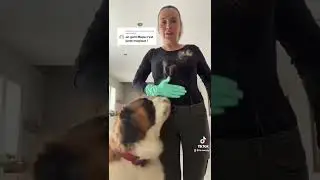 GANT MALPA ANTI POILS. #short #shortvideo #dog #saintbernard #humour #stbernard