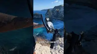 Underwater exploration made easy 🤿 #fyp #diving #snorkel #underwater #ocean #beach