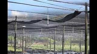 Senninger's Micro-Sprinklers: Better Options for Low-Volume Irrigation