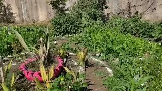 Homestead farming #dryamunanakhle