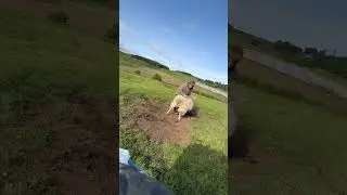 Sheep needs urgent help