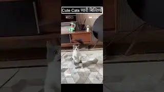 #cutecats #funnycatshorts #funnycat #bis7ven #shorts #tiktok