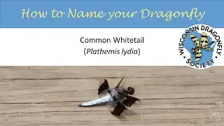 Common Whitetail dragonfly (Plathemis lydia)