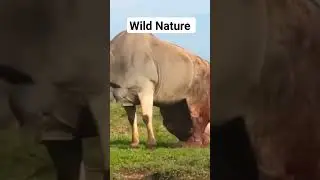 #wildlife #wildanimals #adventure #discoveries #exploration