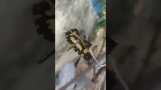 Anisoptera / Dragonfly